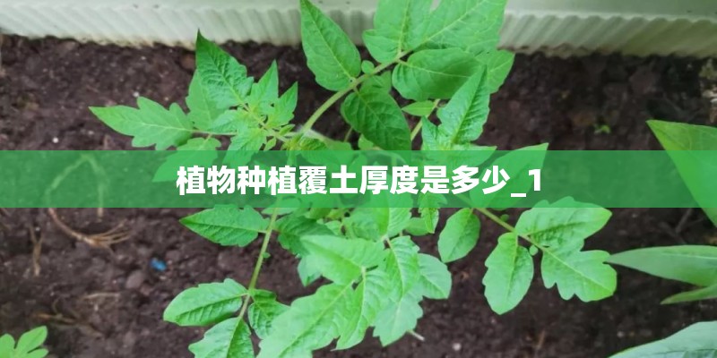 植物种植覆土厚度是多少_1