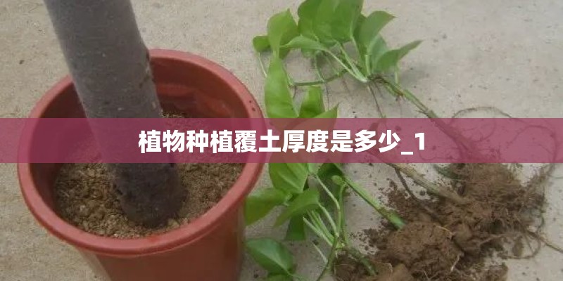 植物种植覆土厚度是多少_1