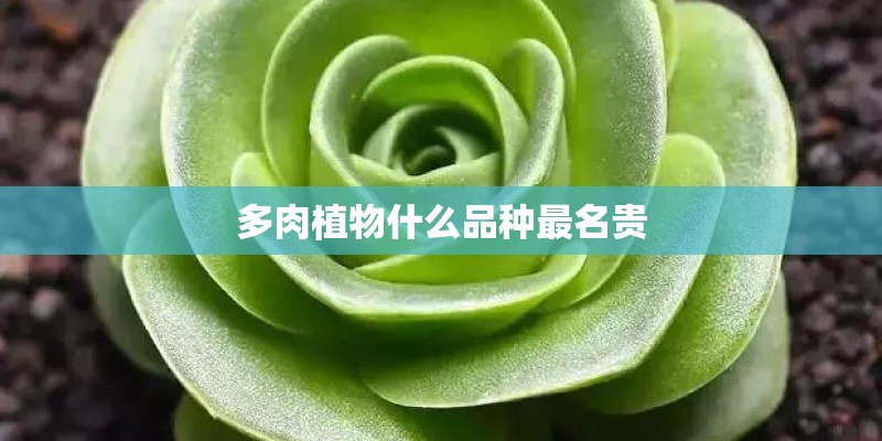 多肉植物什么品种最名贵
