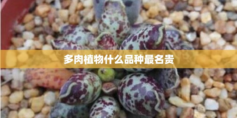 多肉植物什么品种最名贵