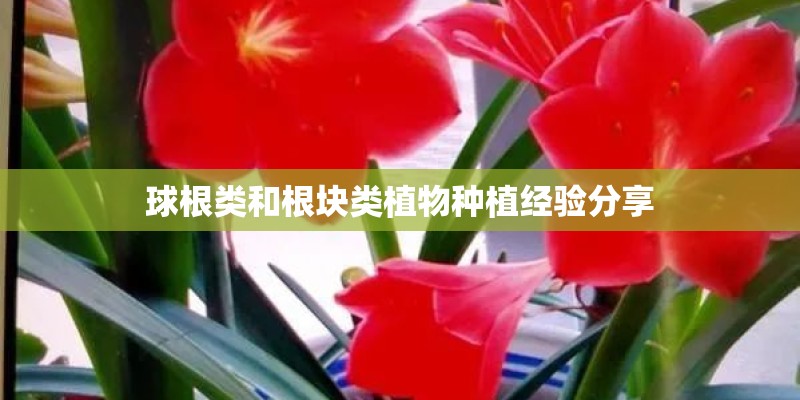 球根类和根块类植物种植经验分享
