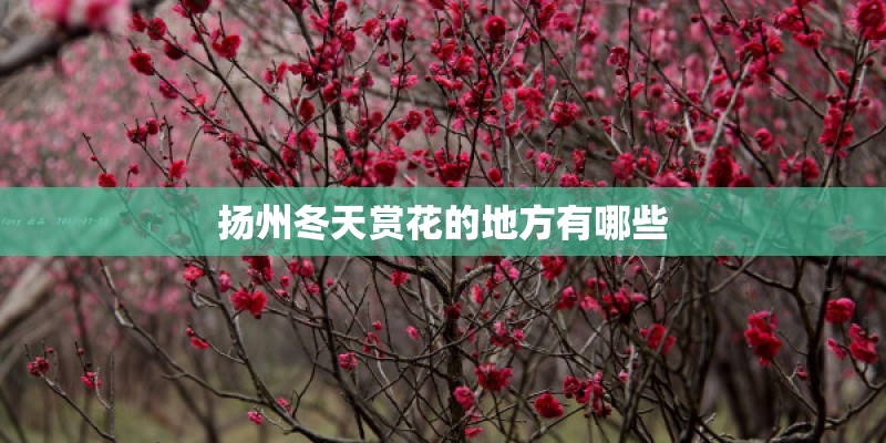 扬州冬天赏花的地方有哪些
