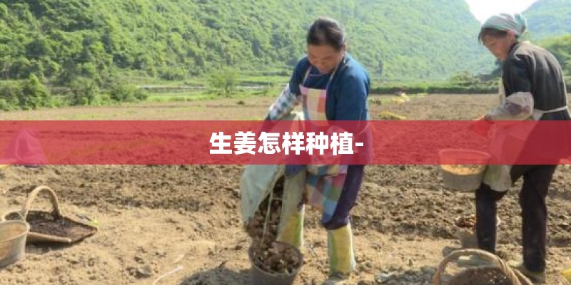 生姜怎样种植-