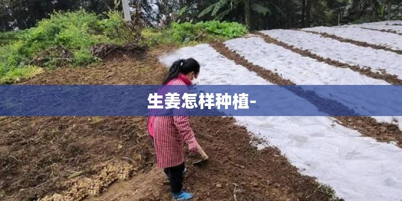 生姜怎样种植-