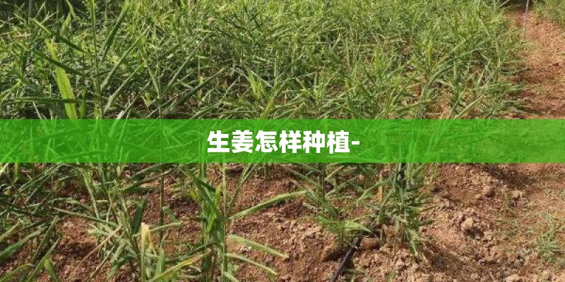 生姜怎样种植-