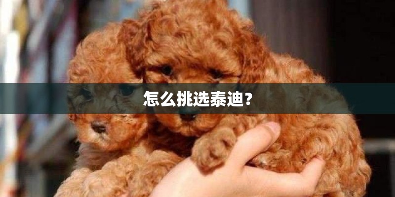 怎么挑选泰迪？