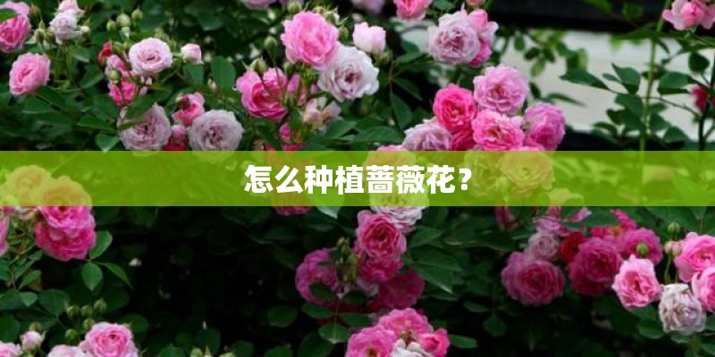 怎么种植蔷薇花？