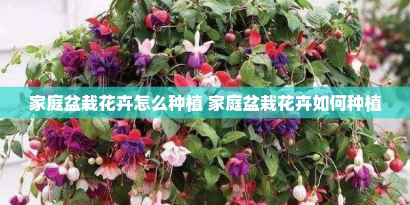 守护甜心的角色歌有几首？