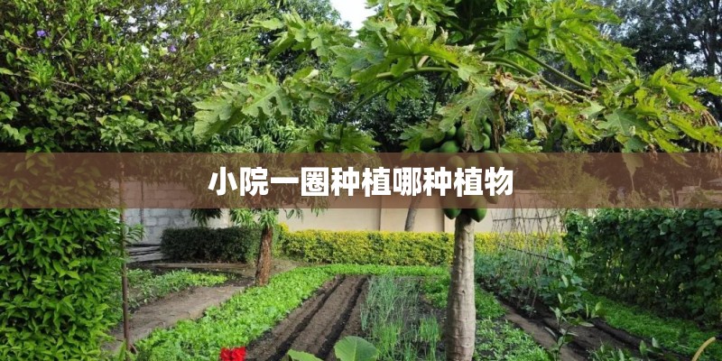 小院一圈种植哪种植物