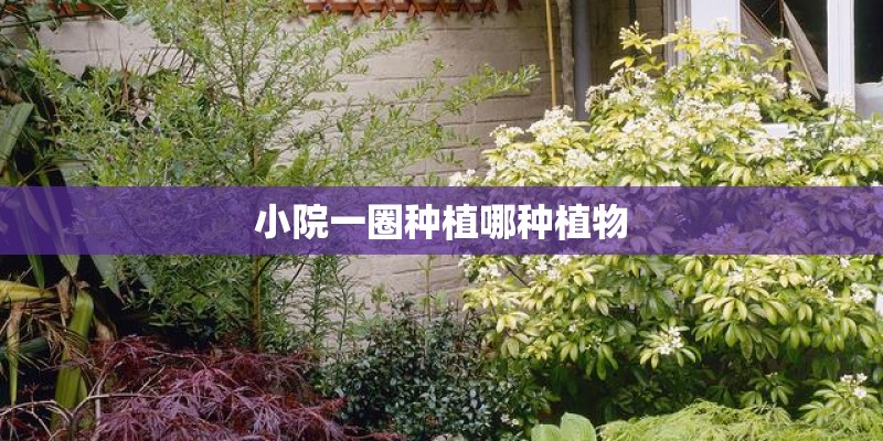小院一圈种植哪种植物