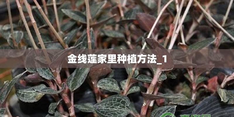 金线莲家里种植方法_1