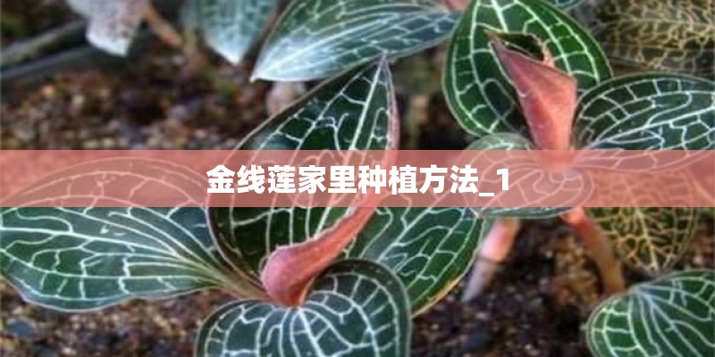 金线莲家里种植方法_1