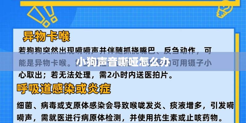 小狗声音嘶哑怎么办 小狗声音嘶哑怎么办