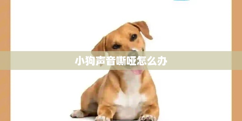 小狗声音嘶哑怎么办 小狗声音嘶哑怎么办