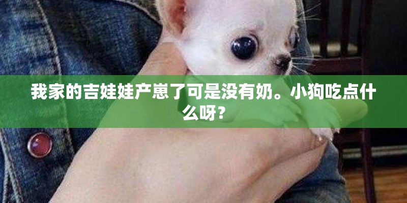 我家的吉娃娃产崽了可是没有奶。小狗吃点什么呀？
