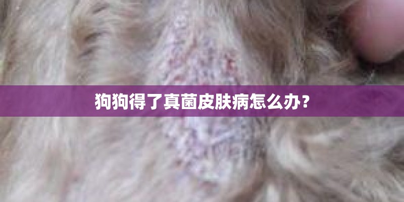 狗狗得了真菌皮肤病怎么办？
