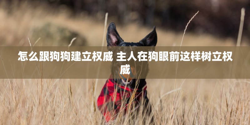 怎么跟狗狗建立权威 主人在狗眼前这样树立权威