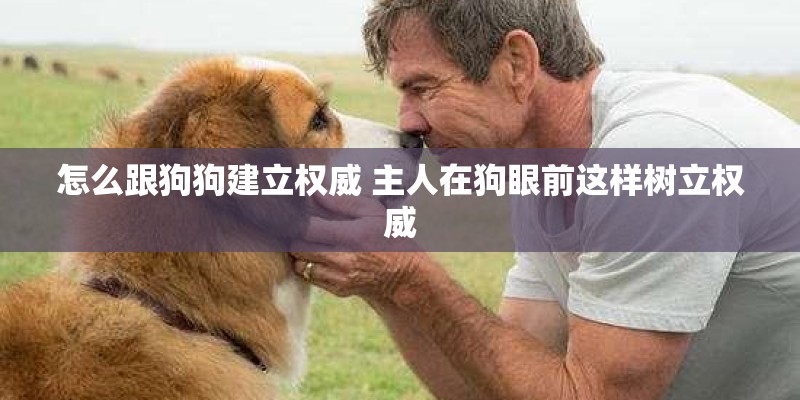 怎么跟狗狗建立权威 主人在狗眼前这样树立权威