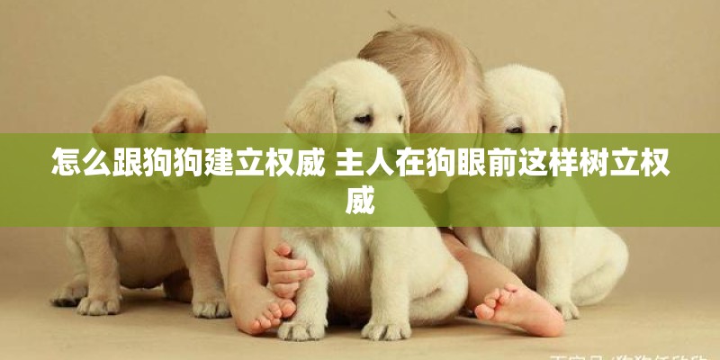 怎么跟狗狗建立权威 主人在狗眼前这样树立权威