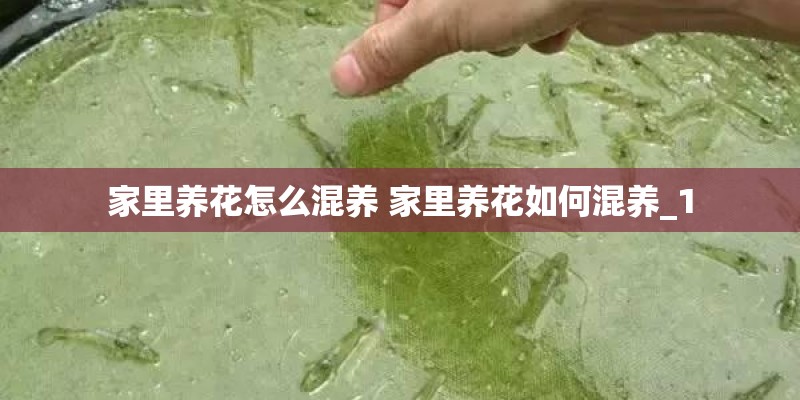 家里养花怎么混养 家里养花如何混养_1