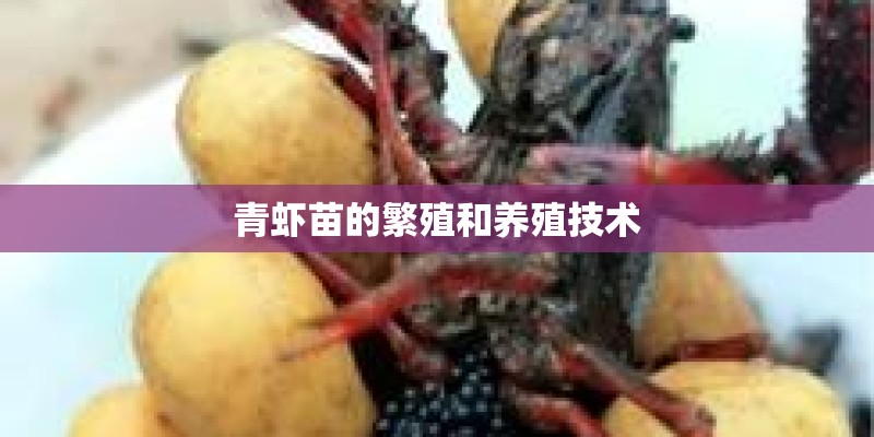 青虾苗的繁殖和养殖技术