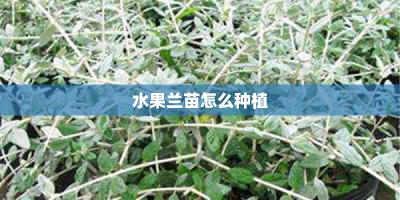 水果兰苗怎么种植