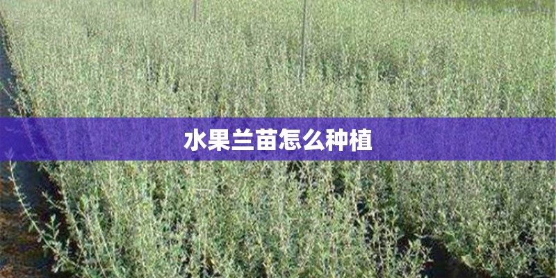水果兰苗怎么种植