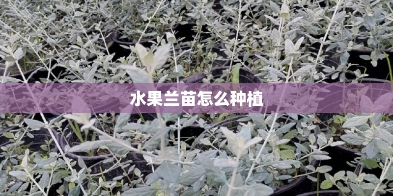 水果兰苗怎么种植
