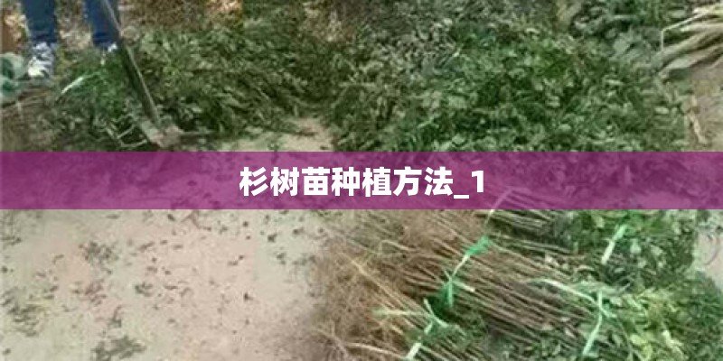 杉树苗种植方法_1