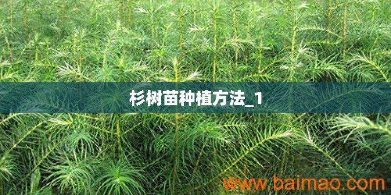 杉树苗种植方法_1