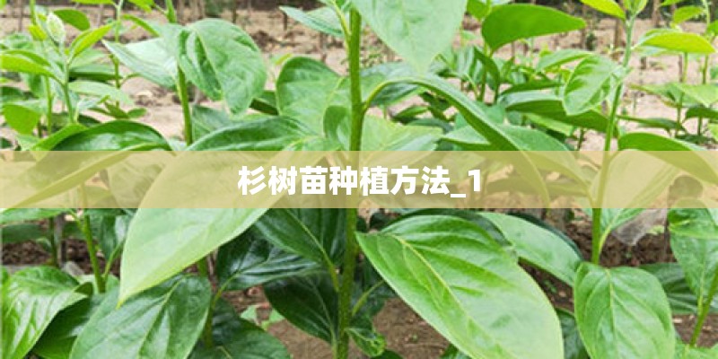 杉树苗种植方法_1