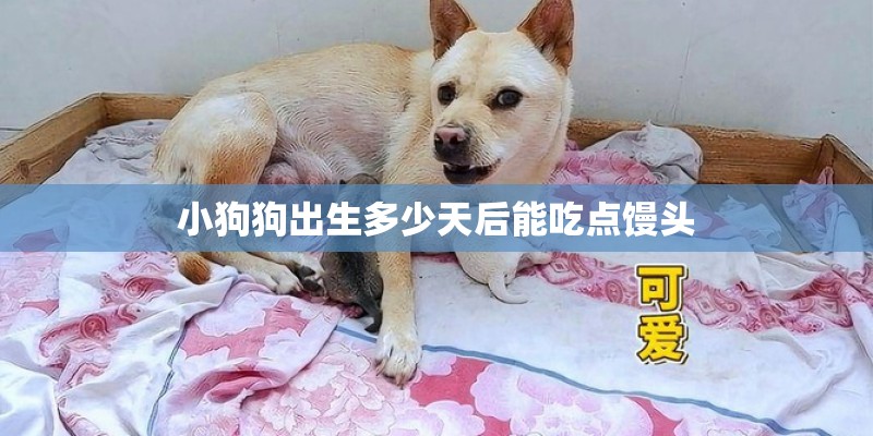 小狗狗出生多少天后能吃点馒头