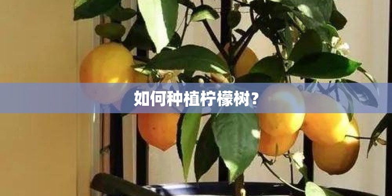 如何种植柠檬树? 如何种植柠檬树?