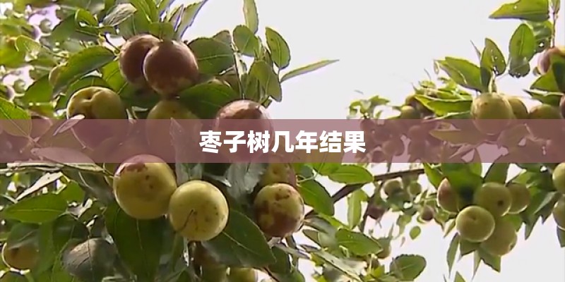 枣子树几年结果 枣子树几年结果