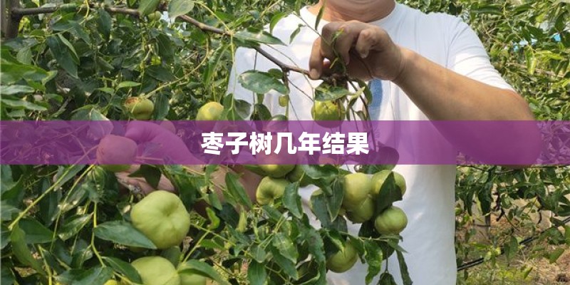 枣子树几年结果 枣子树几年结果
