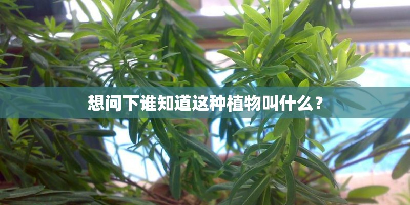 想问下谁知道这种植物叫什么？