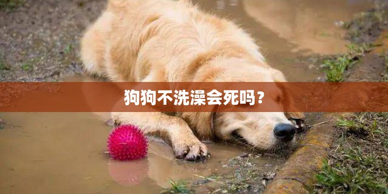 狗狗不洗澡会死吗？