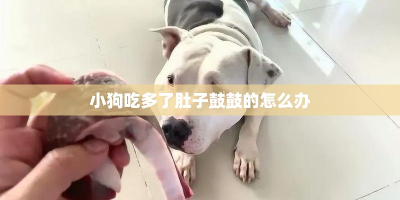 小狗吃多了肚子鼓鼓的怎么办