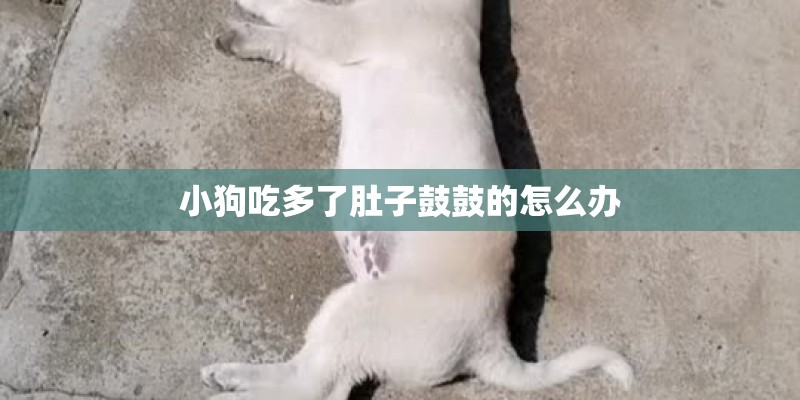 小狗吃多了肚子鼓鼓的怎么办
