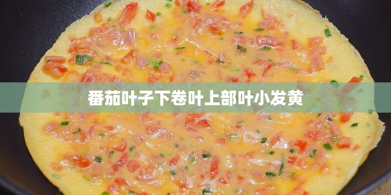 番茄叶子下卷叶上部叶小发黄