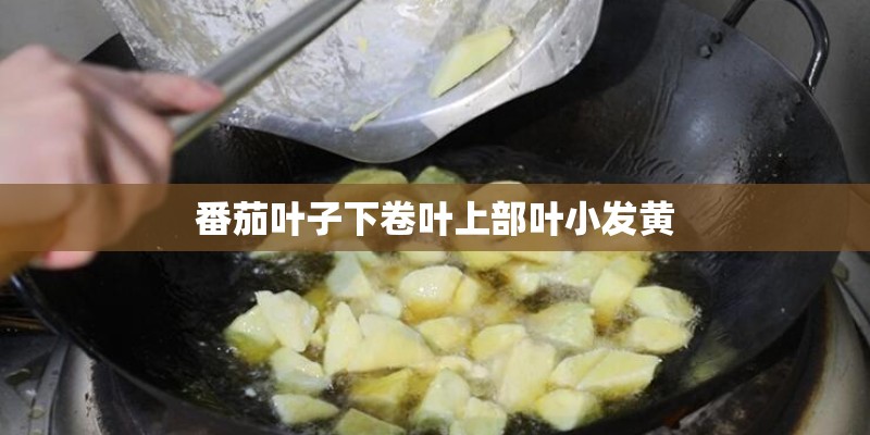 番茄叶子下卷叶上部叶小发黄
