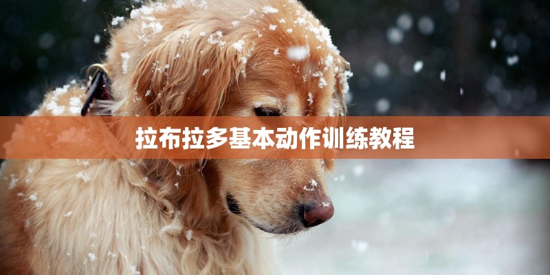 拉布拉多基本动作训练教程
