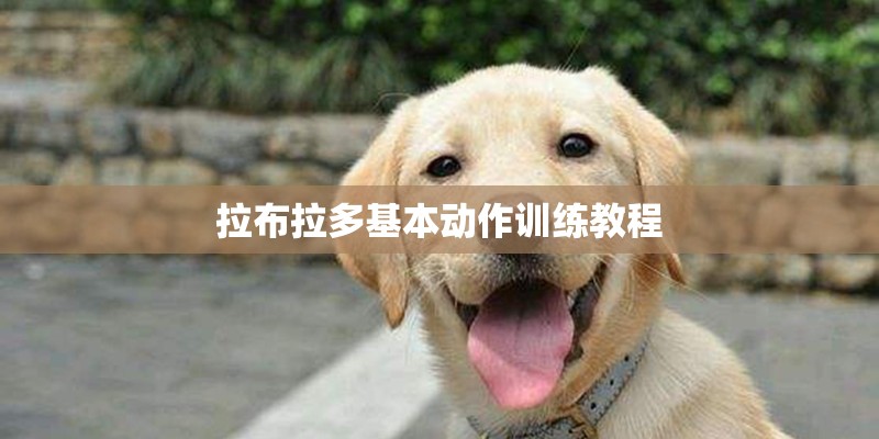 拉布拉多基本动作训练教程