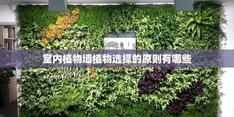 室内植物墙植物选择的原则有哪些