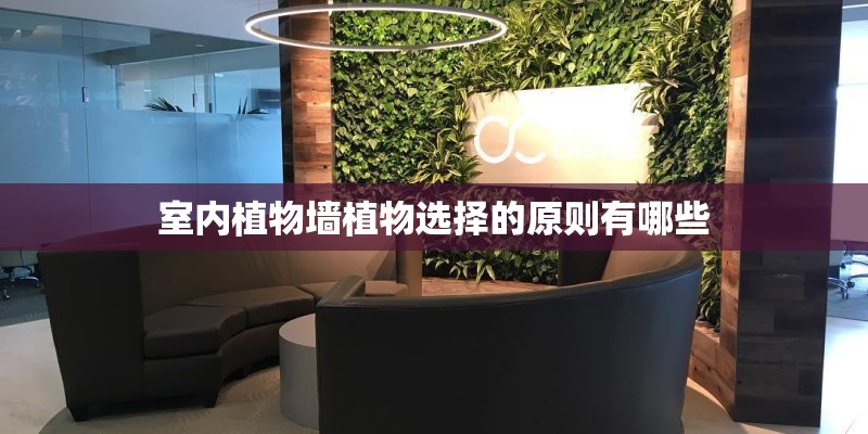 室内植物墙植物选择的原则有哪些