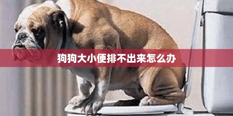 狗狗大小便排不出来怎么办