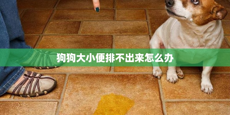 狗狗大小便排不出来怎么办