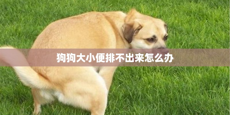 狗狗大小便排不出来怎么办