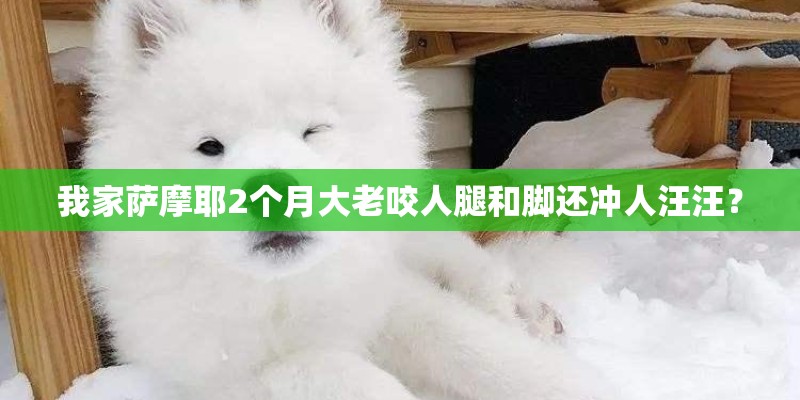 我家萨摩耶2个月大老咬人腿和脚还冲人汪汪？