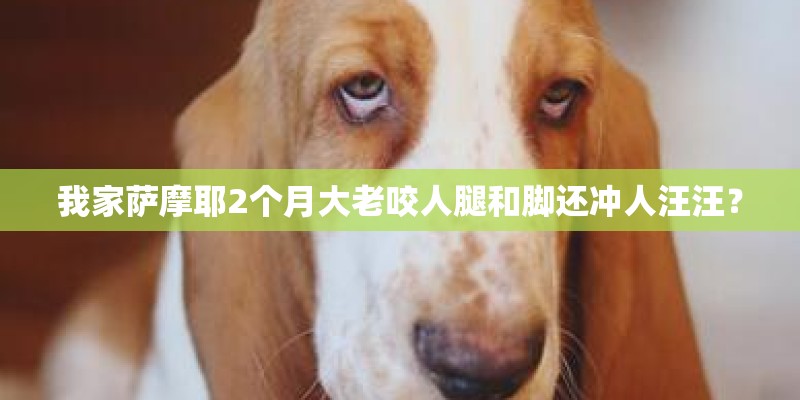 我家萨摩耶2个月大老咬人腿和脚还冲人汪汪？